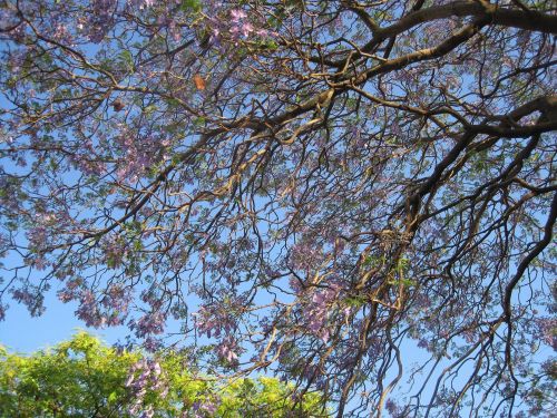 Jacaranda Tree In Bloom