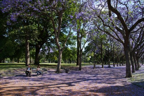 jacaranda trees trees park