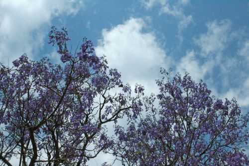 Jacaranda Trees With Purple Flowers