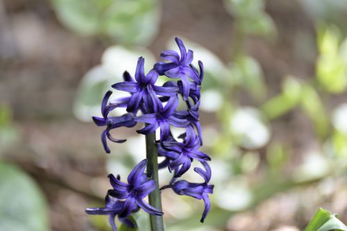 Hyacinth Of Spring