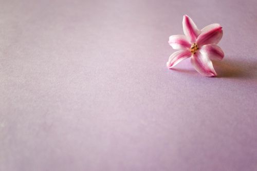 jacinto flower rosa