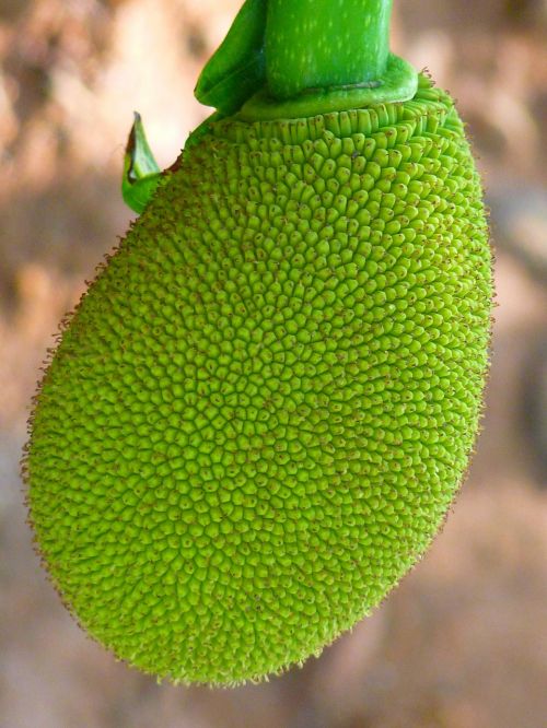 jack fruit green