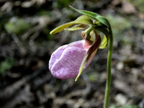 slipper orchid flower nature