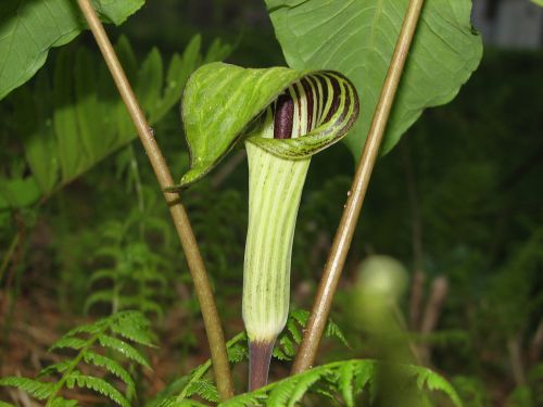 jack in the pulpit spring nature