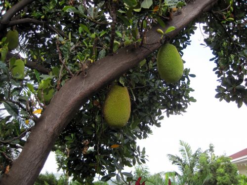 Jack-like Fruit On Tree