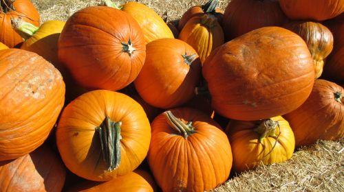 pumpkin patch vegetable