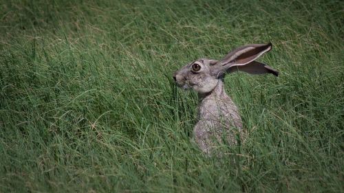 jack rabbit wildlife grass