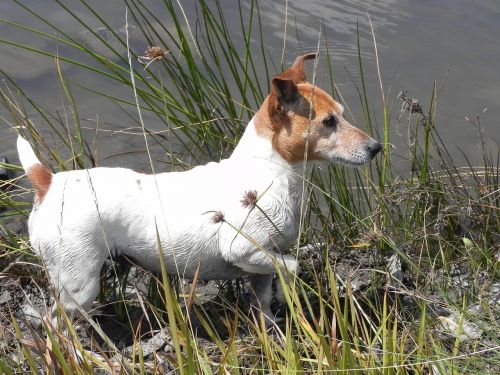jack russel dog water
