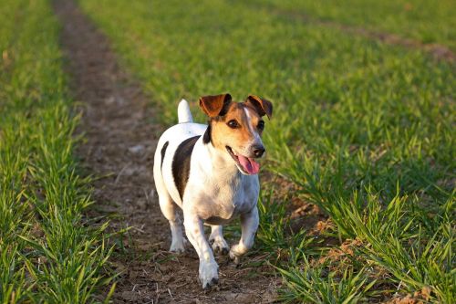 jack russel dog outdoor dog