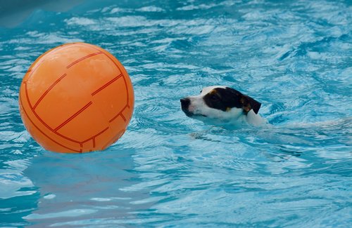 jack russel  swimming pool  dog