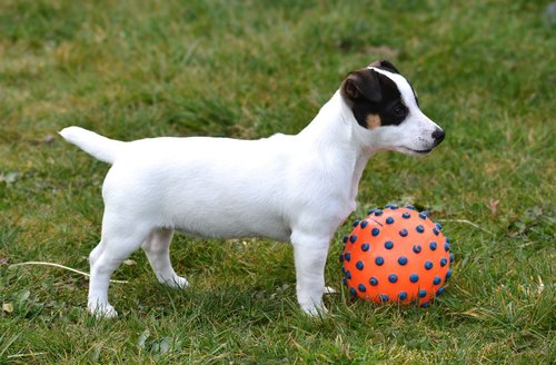 jack russel  puppy  ball