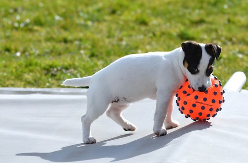 jack russel  ball  play