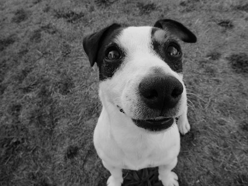 jack russel  black and white  smile