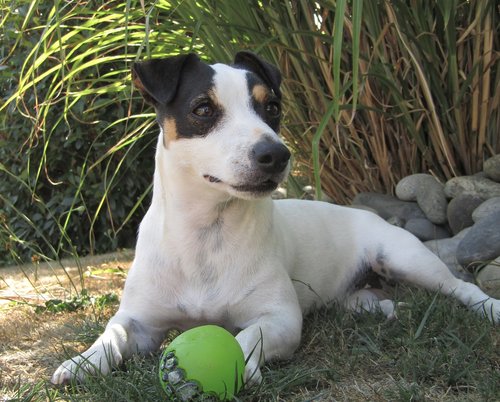 jack russel  dog  terrier