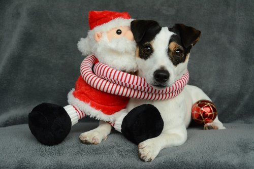 jack russel  christmas  st nicholas