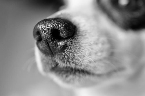 jack russel  snout  whiskers