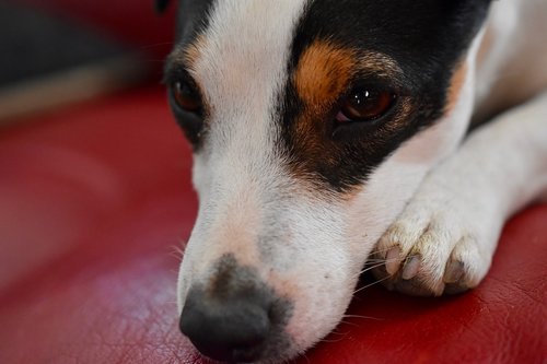 jack russel  dog  portrait