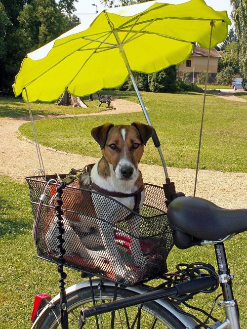 jack russel terrier dog bike