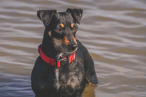 jack russel terrier  dog breed  dog