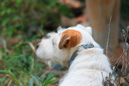 Jack Russel With Brown Ear