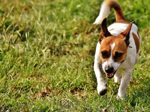 jack russell terrier play