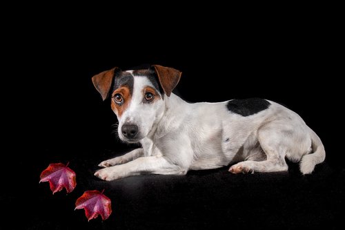 jack russell  dog  portrait