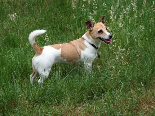 jack russell dog doggy
