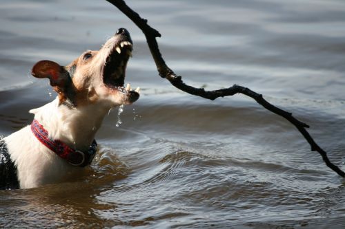 jack russell terrier lake swim