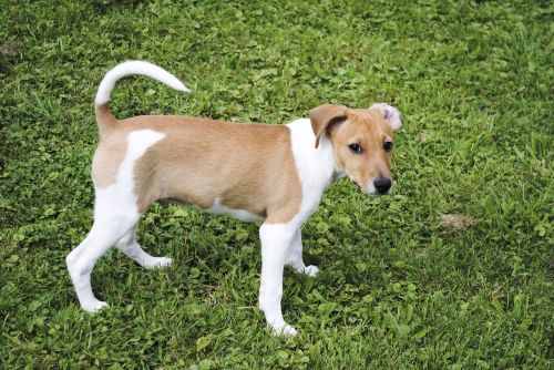 jack russell terrier dog pet