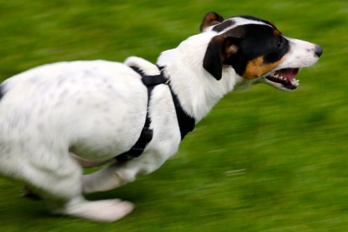 jack russell terrier dog running dog