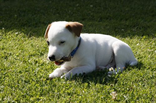 jack russell terrier puppy dog narrow