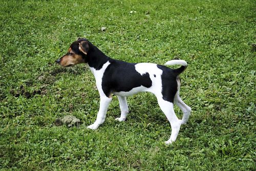 jack russell terrier dog pet