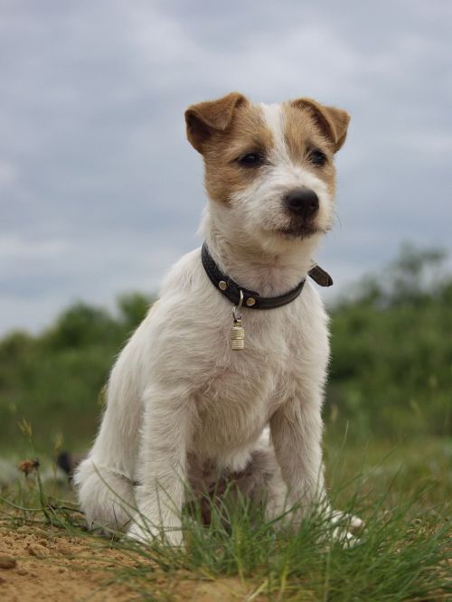 jack russell terrier dog canine