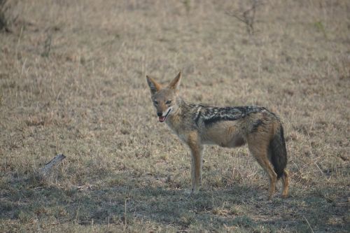 jackal south africa wildlife
