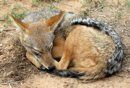 jackal south africa mammal