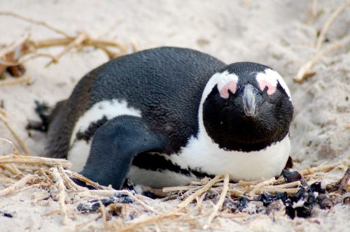 jackass penguin africa