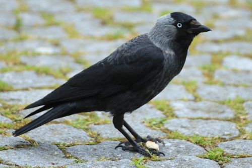jackdaw corvus monedula raven bird