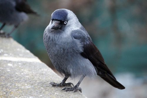 jackdaw bird feathers beak