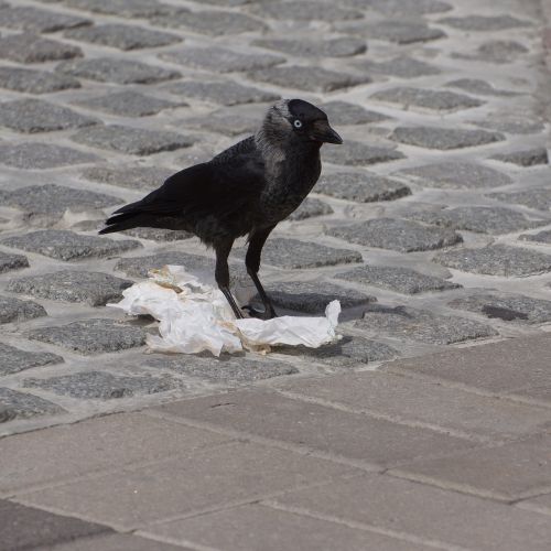 jackdaw corvus monedula bird