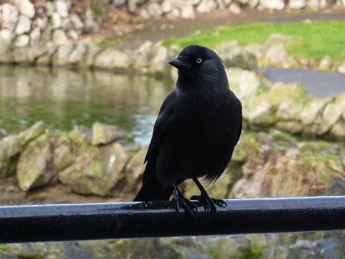 jackdaw bird black