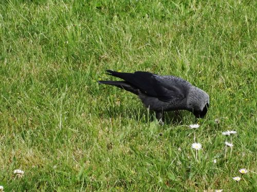 jackdaw corvus monedula black
