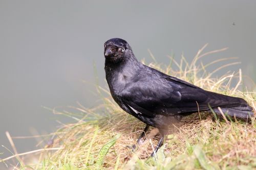 jackdaw blackbird bird