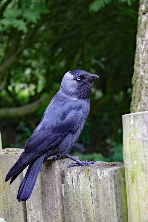 jackdaw blackbird bird