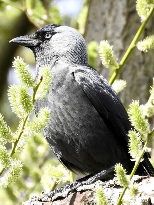 jackdaw raven bird bird