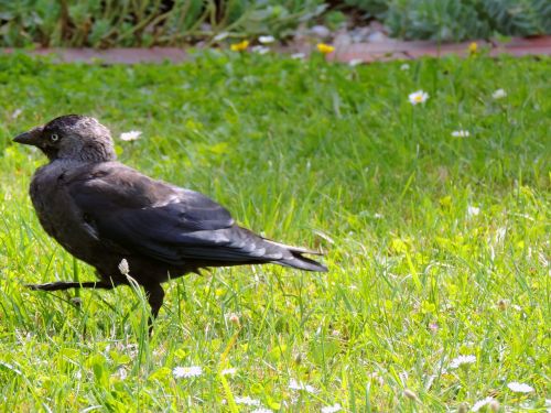 jackdaw raven bird corvus monedula