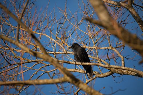 jackdaw raven bird birds