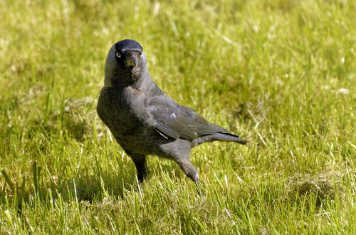 jackdaw  raven bird  foraging