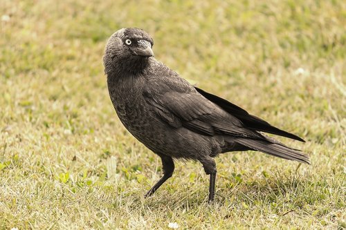 jackdaw  bird  raven bird