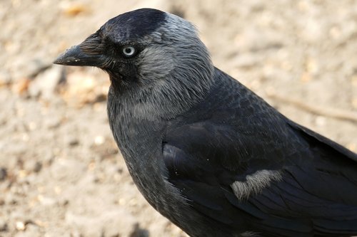 jackdaw  coloeus monedula  crow