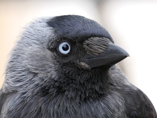 jackdaw  bird  black